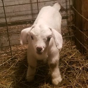 Meet your Posher, Stacey